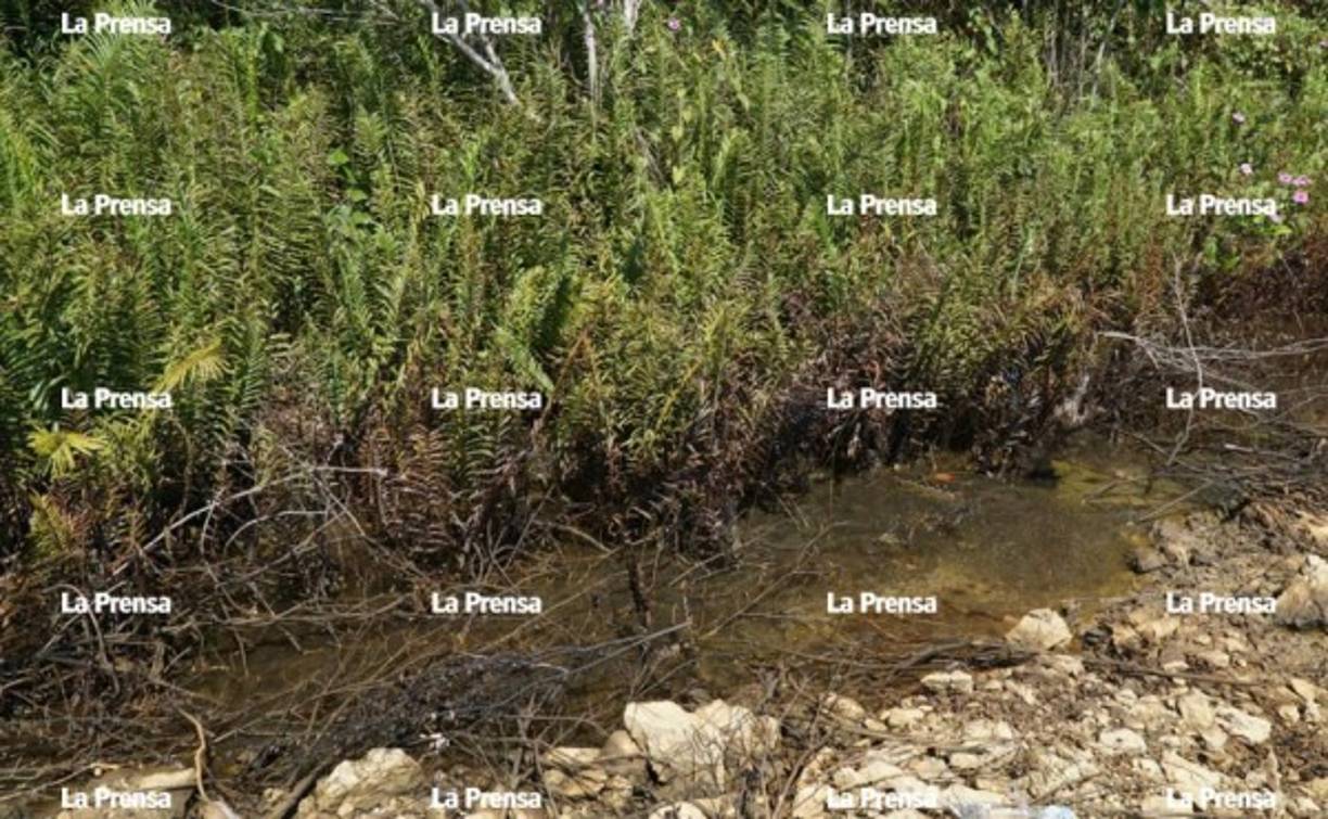 El Ministerio Público investigará también el daño ambiental que ocurrió en el lugar, que está rodeado por manglares.