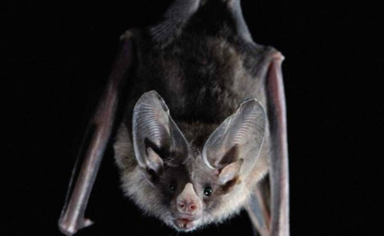 Los virus causantes del SARS, el MERS y la covid-19 pertenecen a un grupo específico de coronavirus, denominado betacoronavirus. El nuevo análisis, sin embargo, sugiere que es otro grupo, el de los alfacoronavirus, el que tiene una mayor facilidad para saltar entre especies.