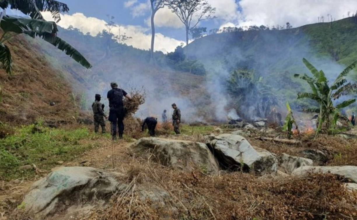 La Policía Nacional de Honduras, a través de la Dirección Nacional Policial Antidrogas (DNPA), registra catorce plantaciones erradicadas y seis narcolaboratorios destruidos según datos desde el año 2019 a la fecha.