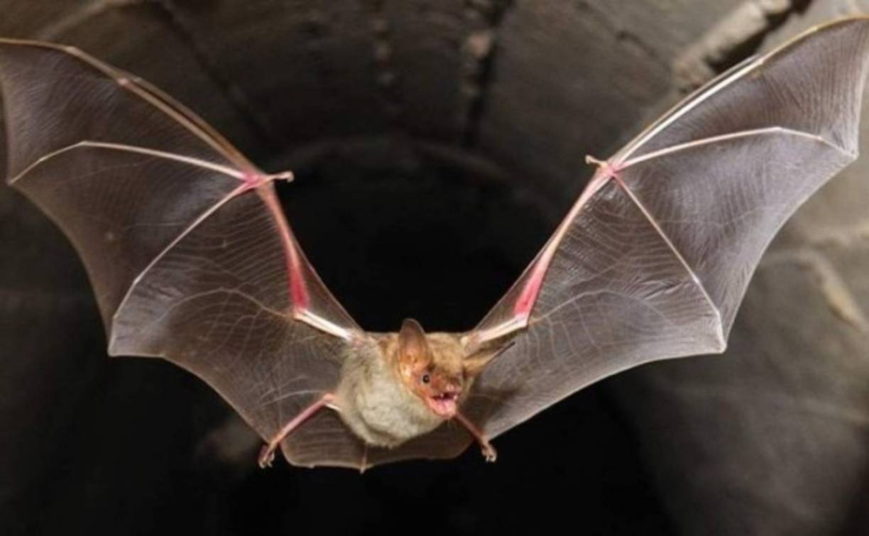 Los científicos no han analizado el genoma completo de cada virus, así que las 630 nuevas secuencias genéticas publicadas ahora no se corresponden necesariamente con 630 nuevas especies de coronavirus, aunque el ecólogo boliviano cree que posiblemente se trata de “cientos” de patógenos desconocidos hasta ahora.