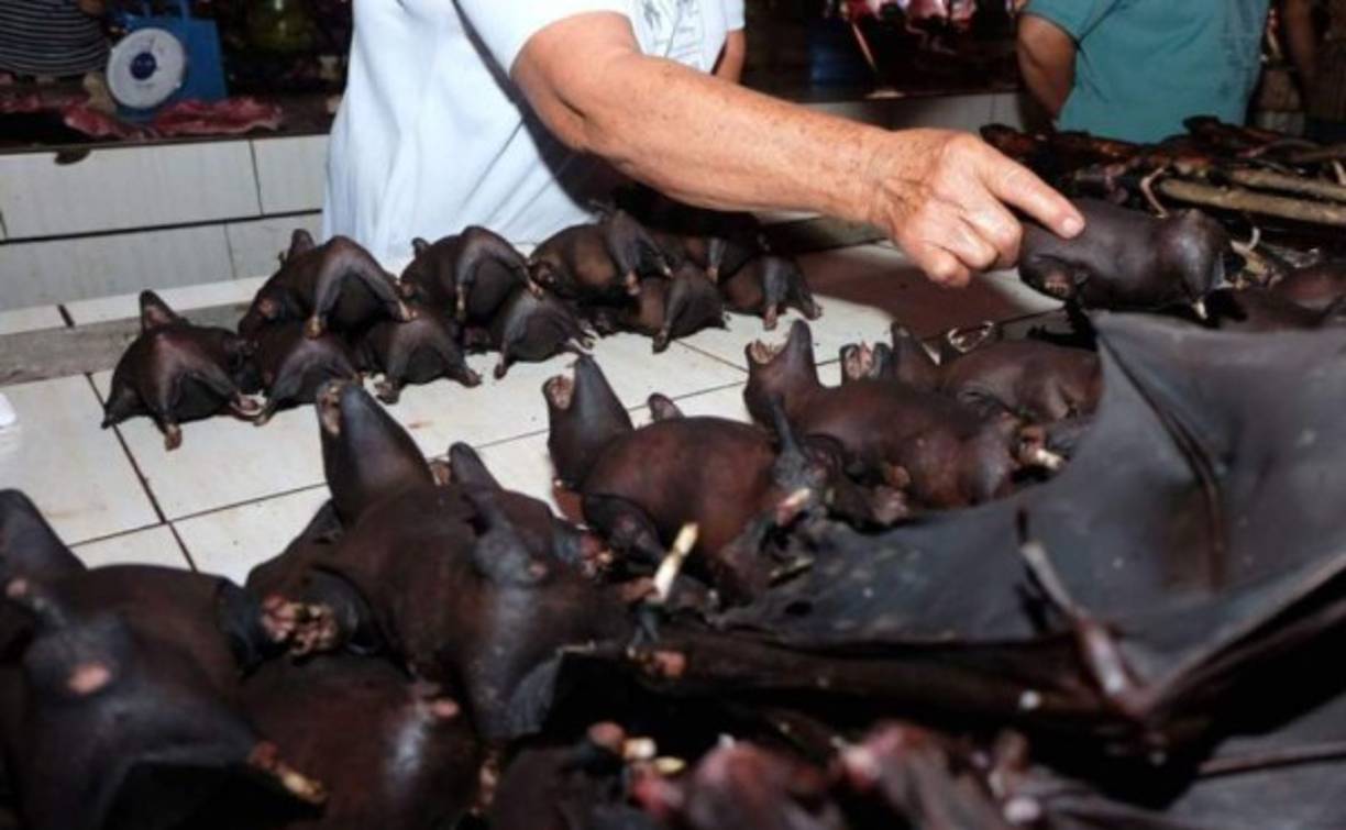 El análisis genético de cientos de nuevos coronavirus hallados en murciélagos de China alertó de que algunos de ellos tienen “un alto potencial de transmisión entre especies” y apunta al “probable origen” del propio SARS-CoV-2 en una especie regional de murciélagos de herradura.