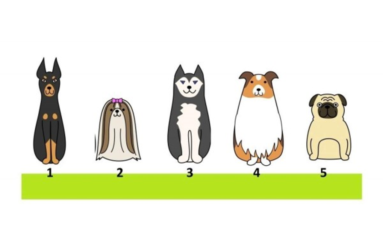 Te presentamos este nuevo test psicológico: ¿Cuál perro crees que es más fiel?, tu respuesta revela algo sobre tus valores