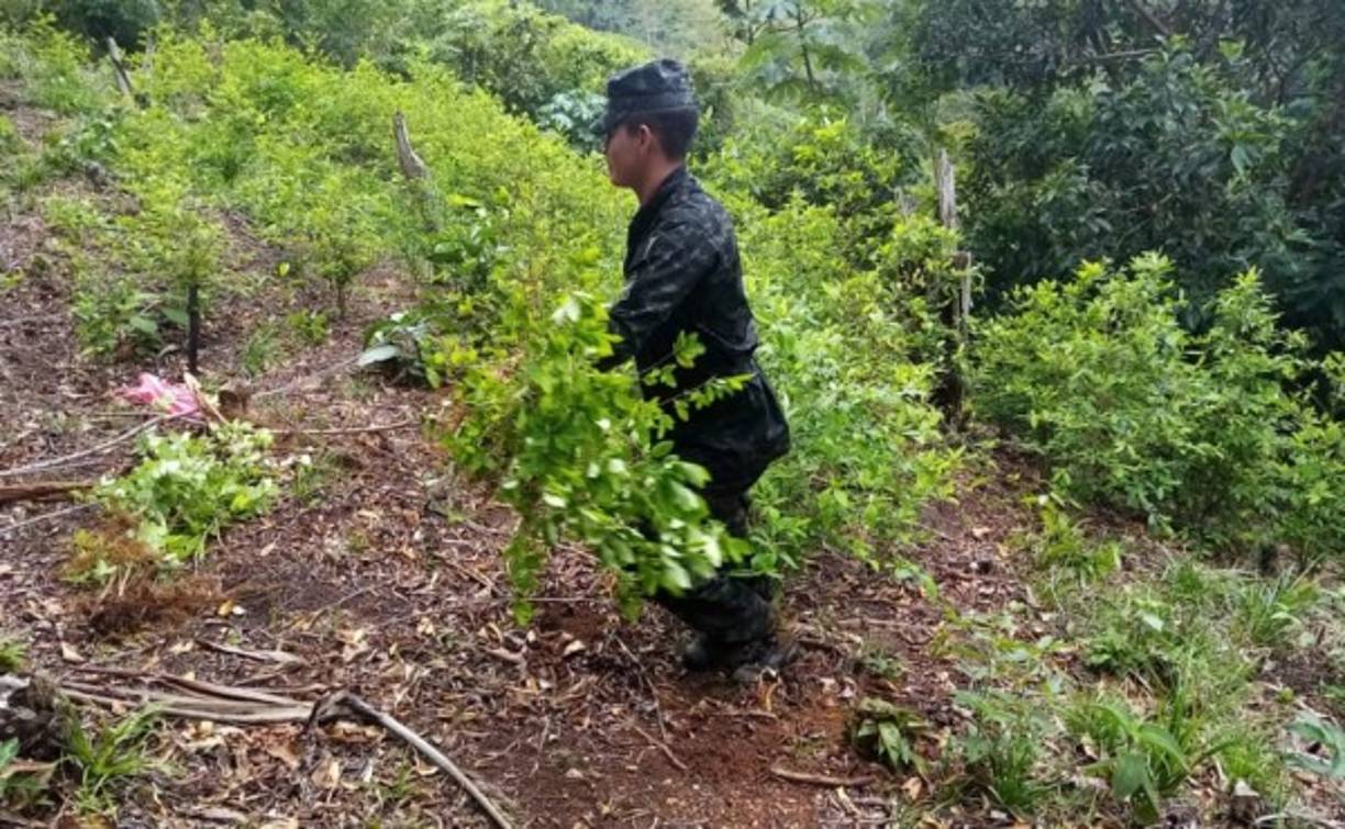El hallazgo se produjo después de patrullajes aéreos e inspecciones en tierra hecho por las Fuerzas Armadas de Honduras.