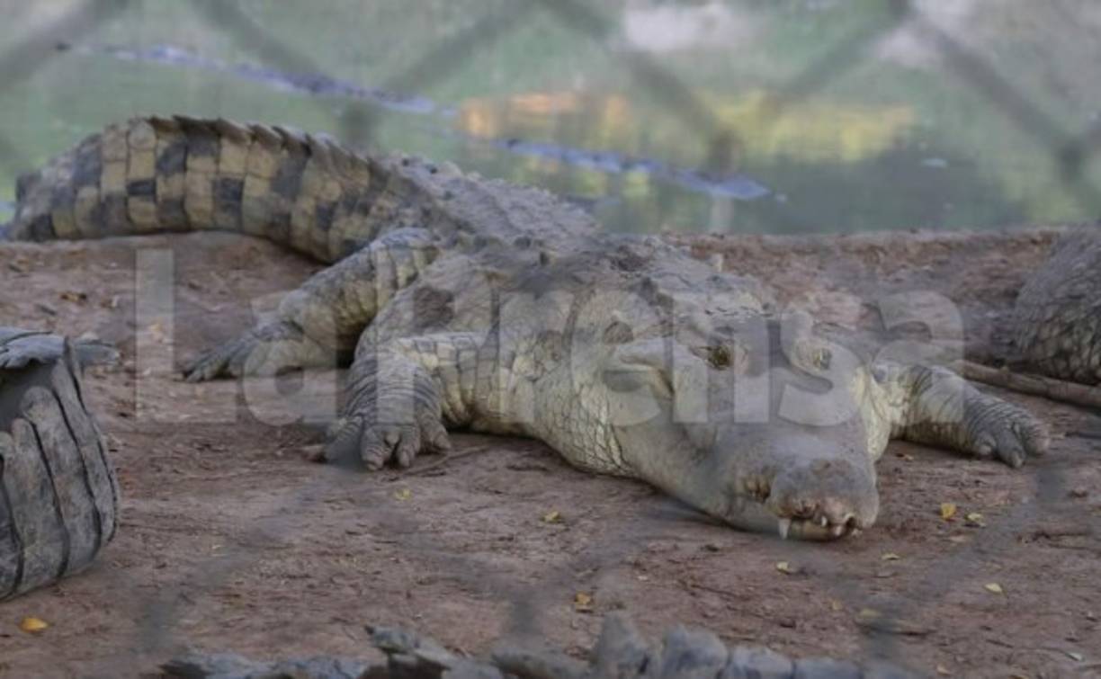 Cuando la cocodrilera funcionaba normal, a veces se pagaban hasta dos viajes de comida, de la cual mucha era donada.