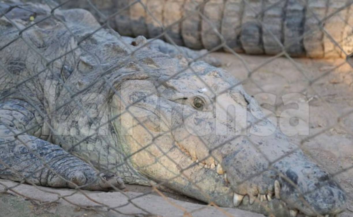 Además de la cocodrilera, en la fundación biológica también hay un área de siete leones, los cuales hasta ahora si han podido alimentar con las reservas que habían.