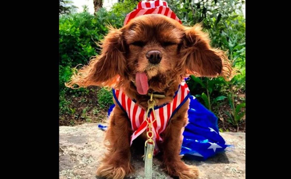 Reese Witherspoon preguntó quién estaba listo para celebrar, junto con esta simpática imagen de su perrito.