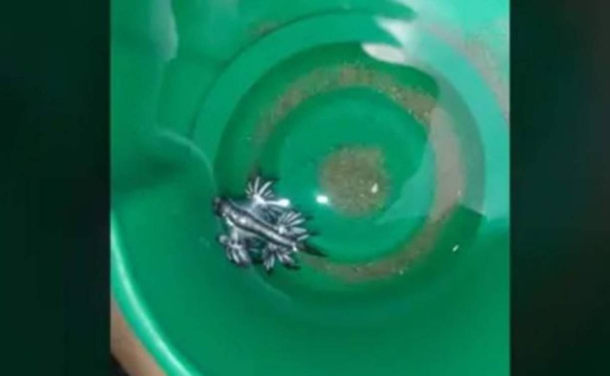 Esta especie marina de picadura venenosa prefiere aguas templadas y tropicales, y comúnmente habita en el Océano Atlántico, Pacífico e Índico. Al ser un nudibranquio, pierde su caparazón poco tiempo después de nacer.