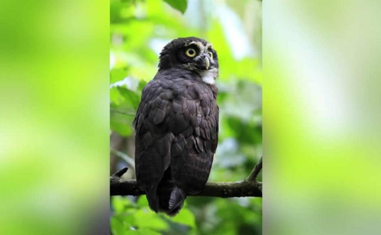 Una lechuza es vista ayer martes, en la zona boscosa de Guápiles, Costa Rica.