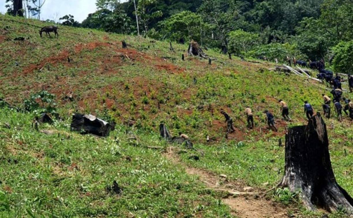 En la operación estuvieron presentes efectivos de la Policía Antidrogas Comandos de Operaciones Especiales (COE) de la Policía Nacional, y el apoyo de elementos de Fuerzas Especiales de la Fuerza de Tarea Conjunta- Xatruch.