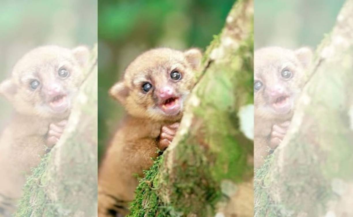 El micoleón, Potos flavus, es un personaje que acostumbra a vivir en las copas de los árboles.
