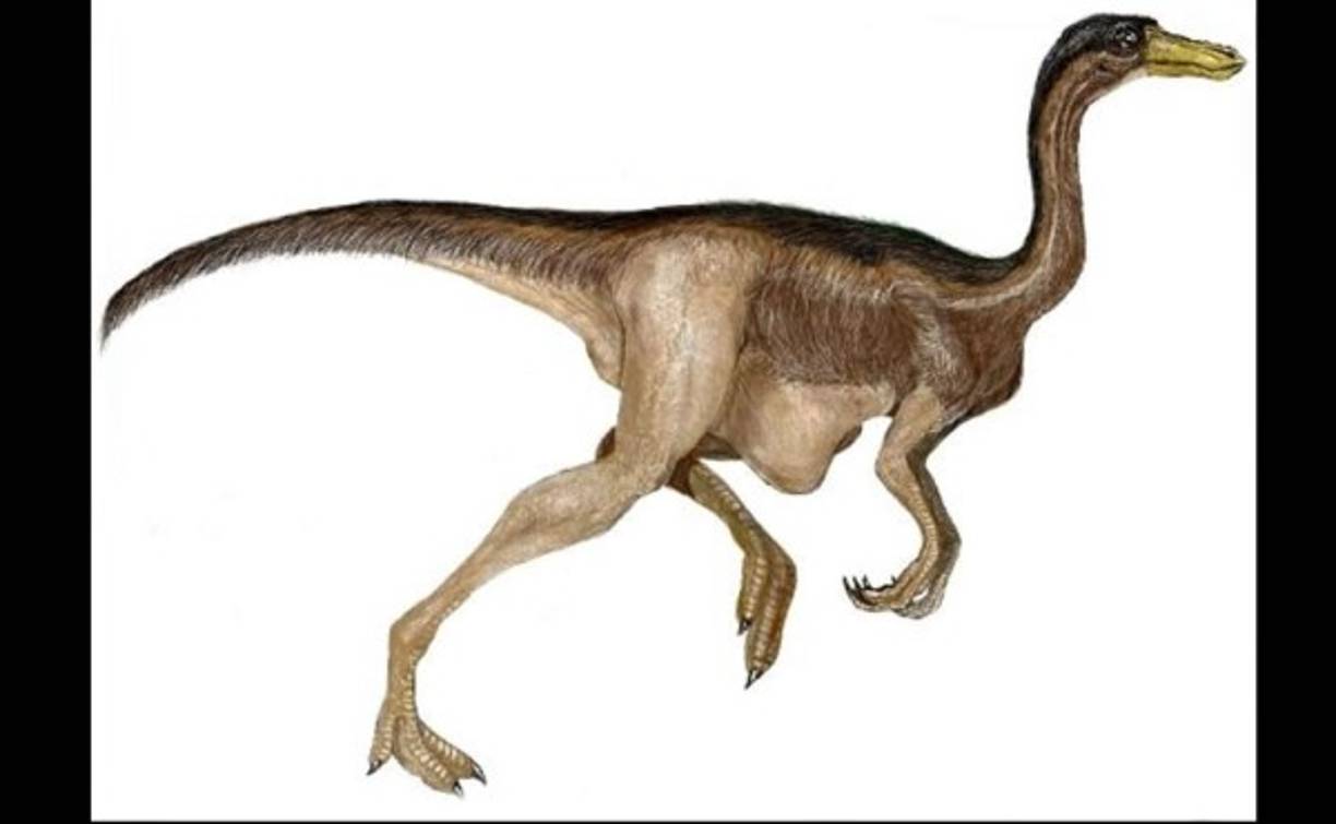 Gallimimus («imitación de gallina»).