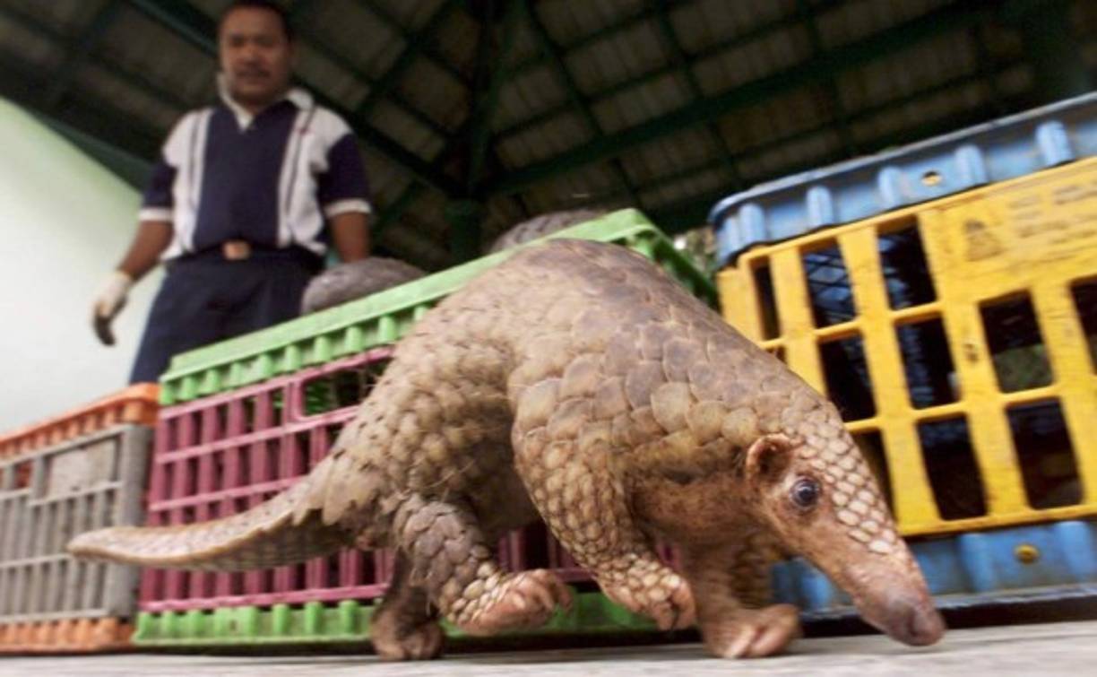 Debido a la demanda de medicina tradicional, el pangolín está casi extinto en China y ahora es el animal más traficado en el mundo.