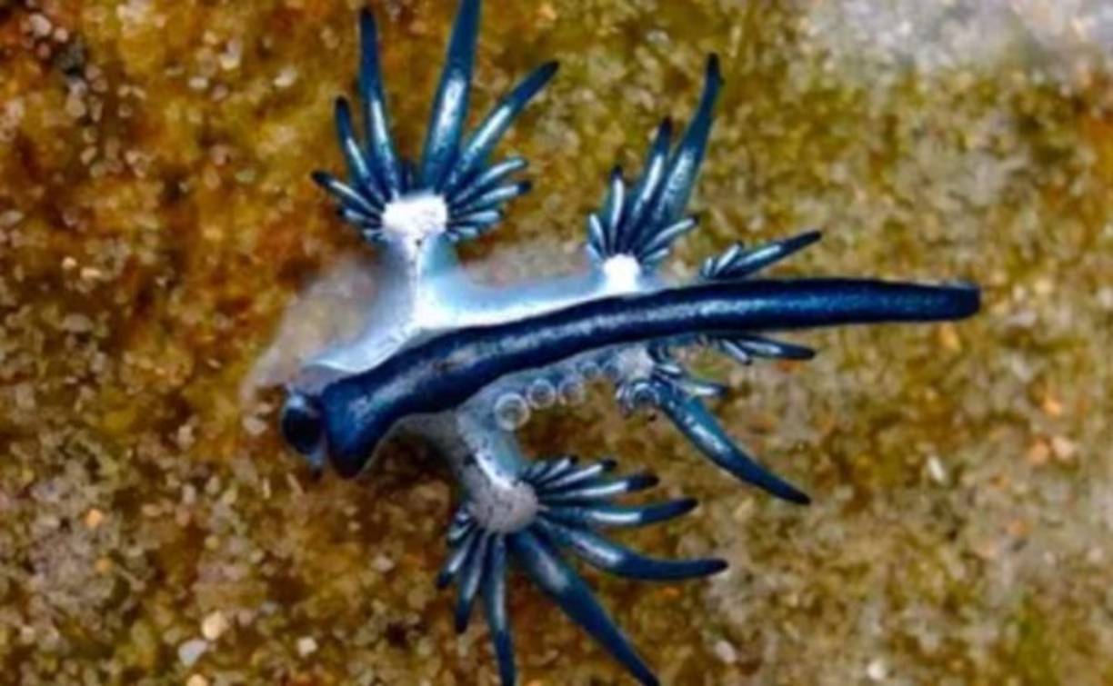 Su figura se le asemeja a un dragón mitológico, y su color azul, le permite camuflarse en el agua y ocultarse de sus depredadores, además, se dejan llevar por los vientos y las corrientes, y muy pocas veces son vistos por los seres humanos.