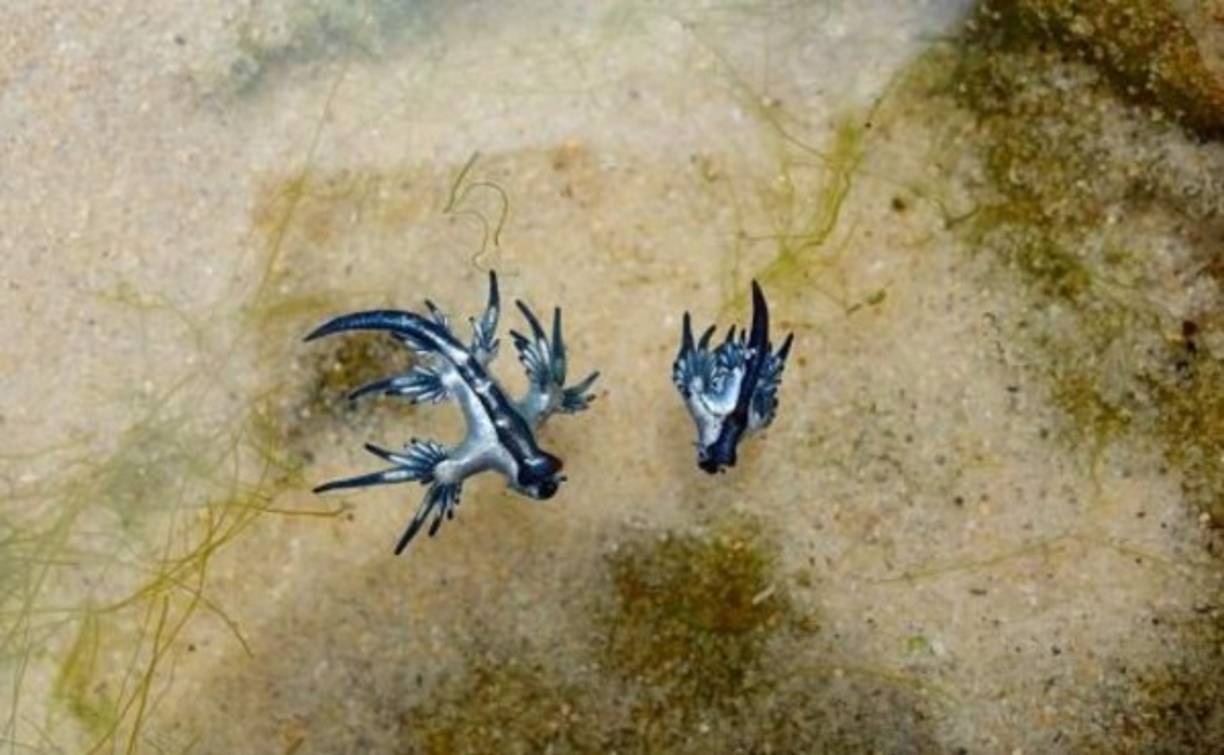 El dragón azul rara vez llega a medir los tres centímetros.