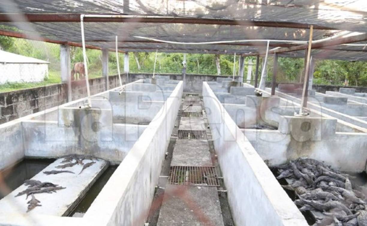 Empleados de la cocodrilera Rosenthal hicieron un llamado a las autoridades hondureñas para que lleguen a dar una solución.