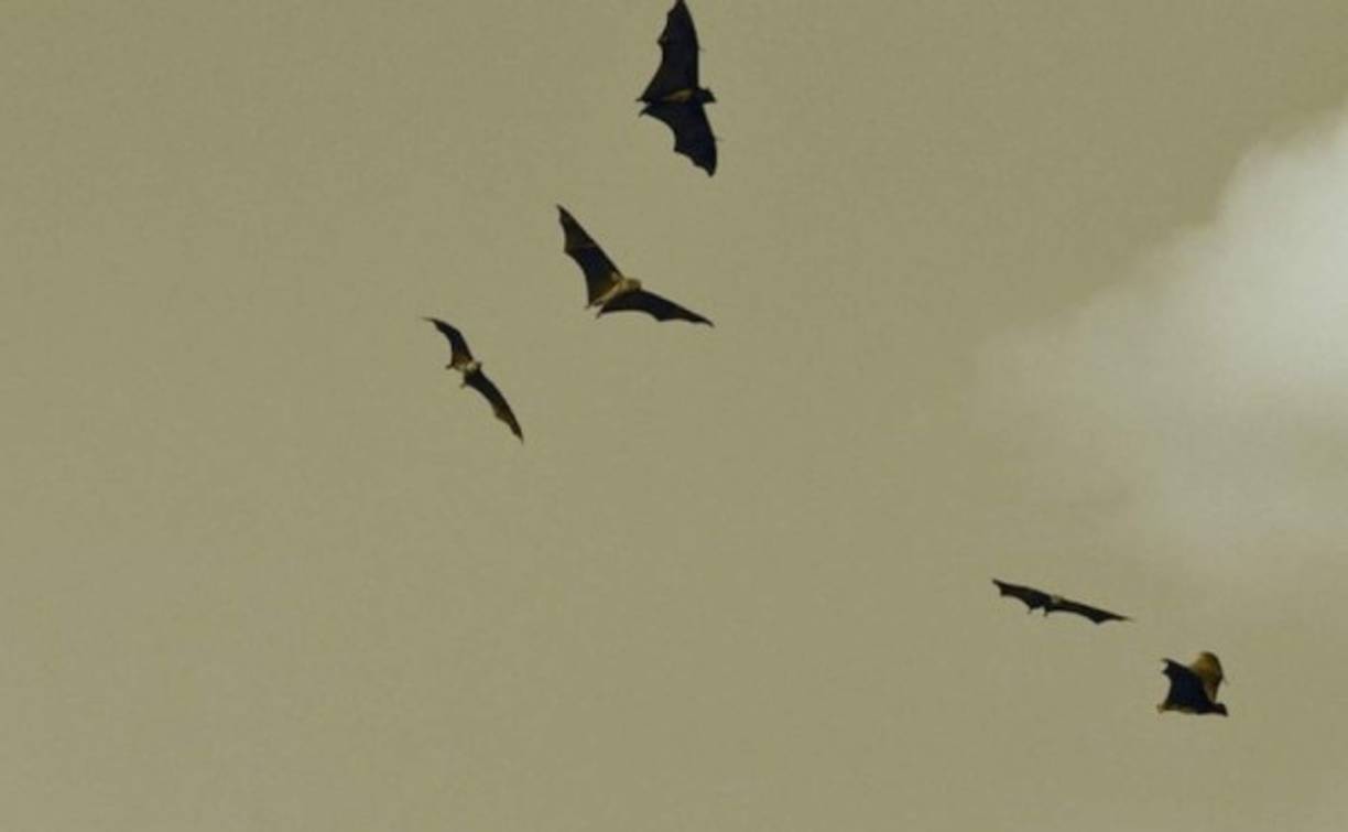 Los investigadores precisaron que de 759 especímenes capturados solo en 48 fueron detectados los nuevos coronavirus.