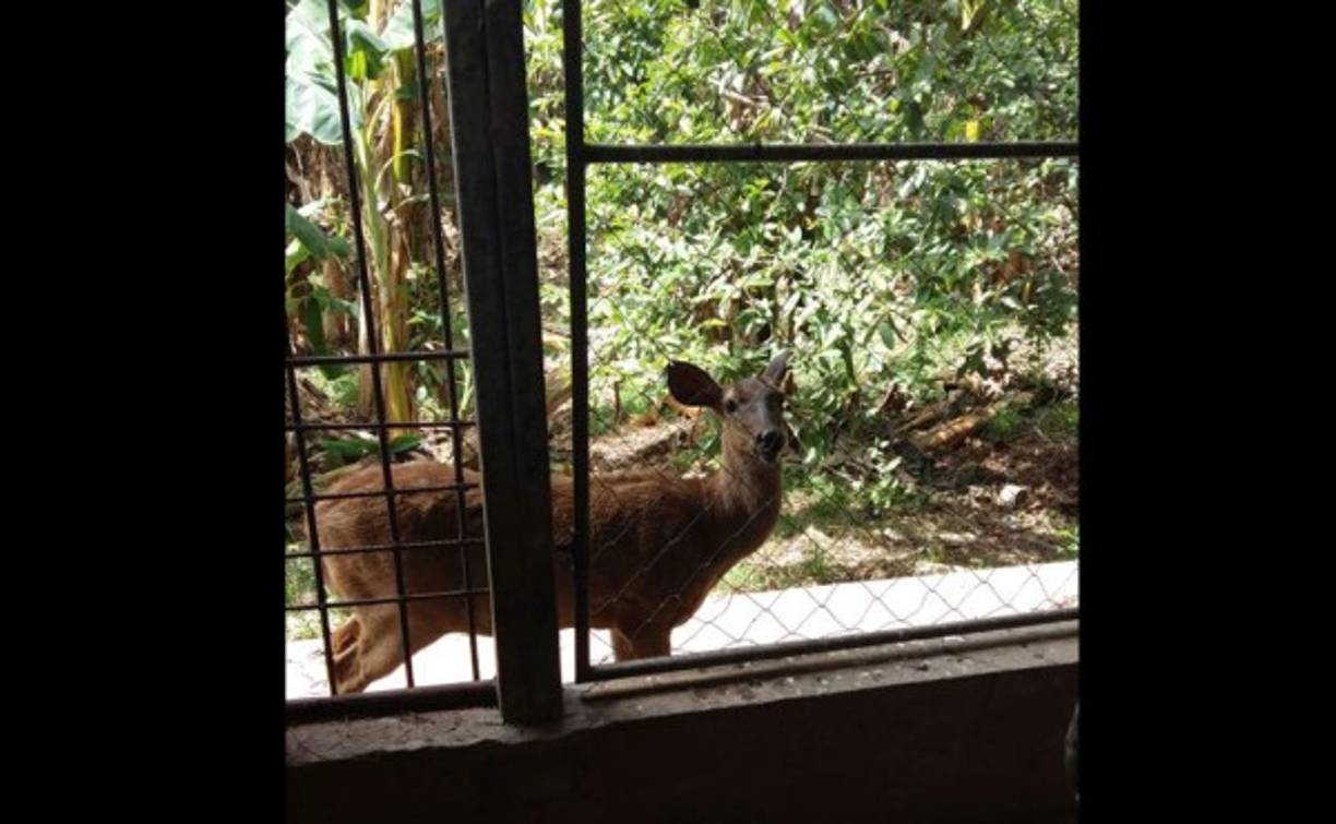 Un venado estaba en una de las haciendas aseguradas por la 'Operación Aguán'.