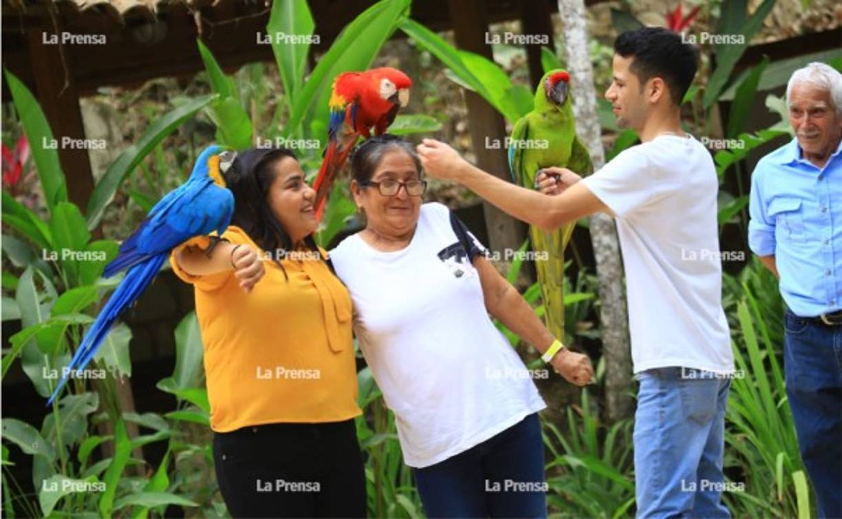 El parque de aves y reserva natural Montaña Guacamaya (su nombre en español) cuenta con 300 aves de 32 especies nativas de Honduras y Centroamérica, así como algunas especies de América del Sur.