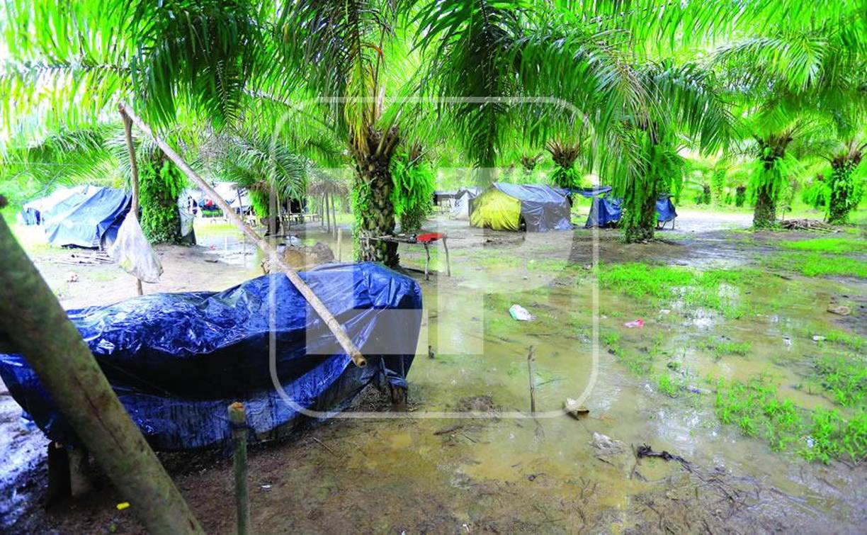 Desde el 23 de enero, el grupo de campesinos La Auxiliadora, aglutinados en la Plataforma Agraria en el Bajo Aguán, se tomaron la finca Cuacu e instalaron pequeñas covachas hechas de palos y plástico donde permanecen con sus familias.Los campesinos se fueron a vivir a esa finca con sus familias, no tienen servicio de agua ni electricidad, pero afirman que lucharán y aguantarán las inclemencias del clima para lograr que las tierras queden en sus manos para seguirlas cultivando.