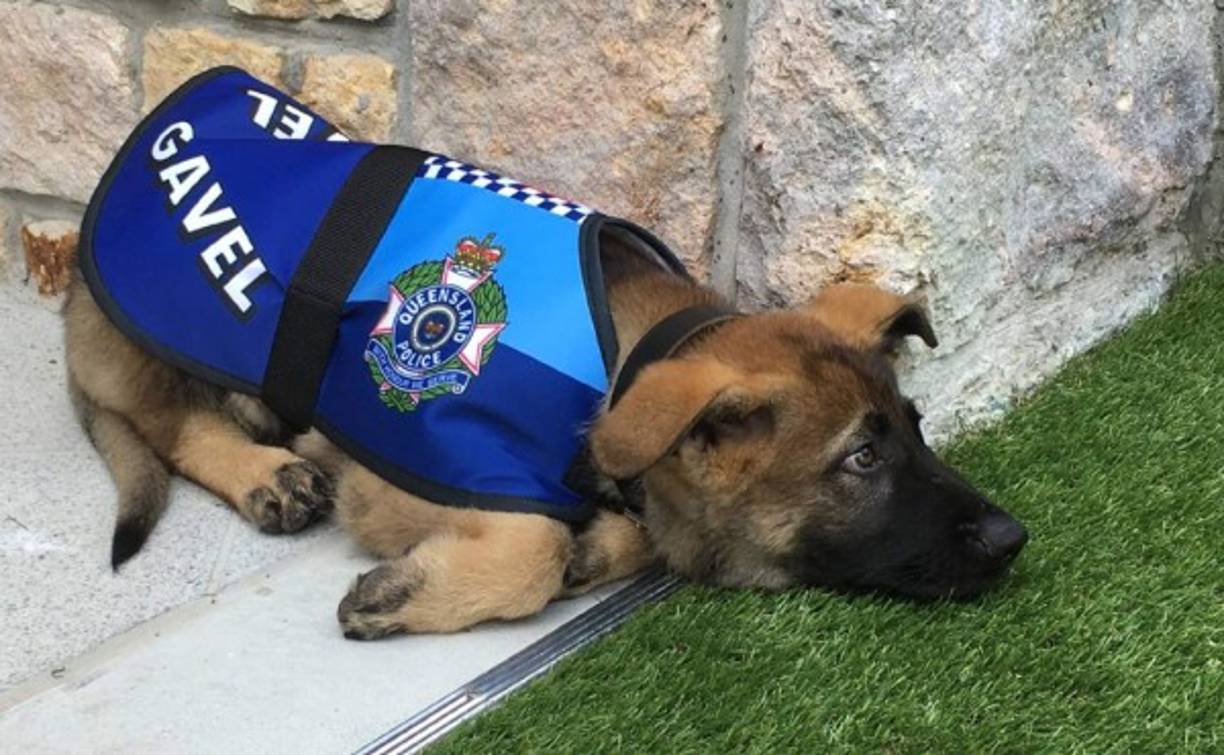 Gavel es un dulce perro que se ha convertido en noticia a nivel mundial y su histora ha conmovido a miles.