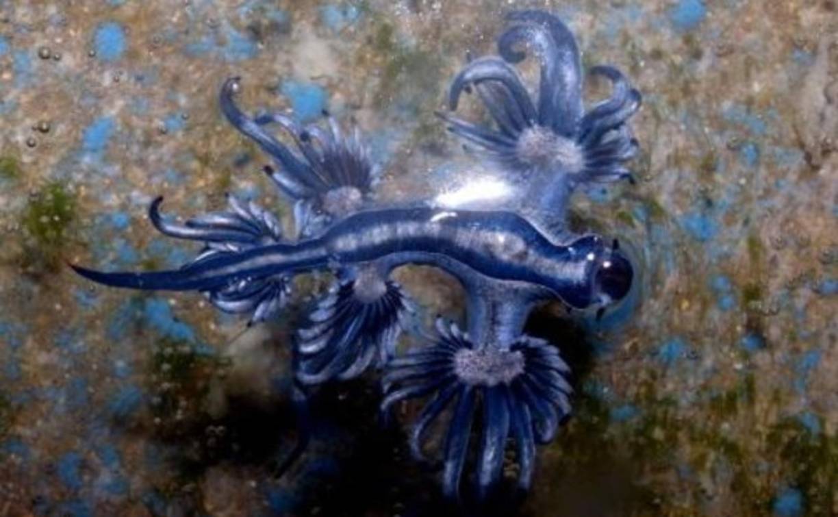 La naturaleza , que siempre está en constante movimiento, se encuentra en uno de sus momentos más plenos desque el coronavirus obligó a los humanos al confinamiento.