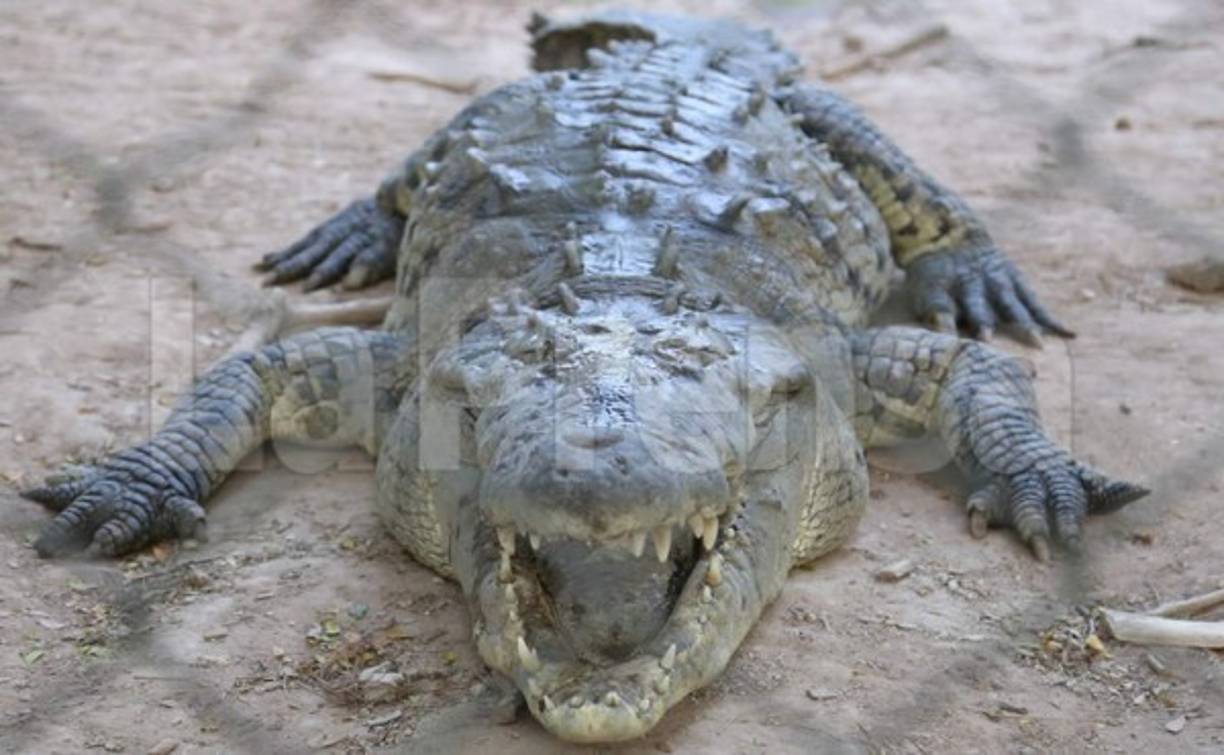 A pesar de la crisis, los animales lucen impresionantes y su tamaño atemoriza.