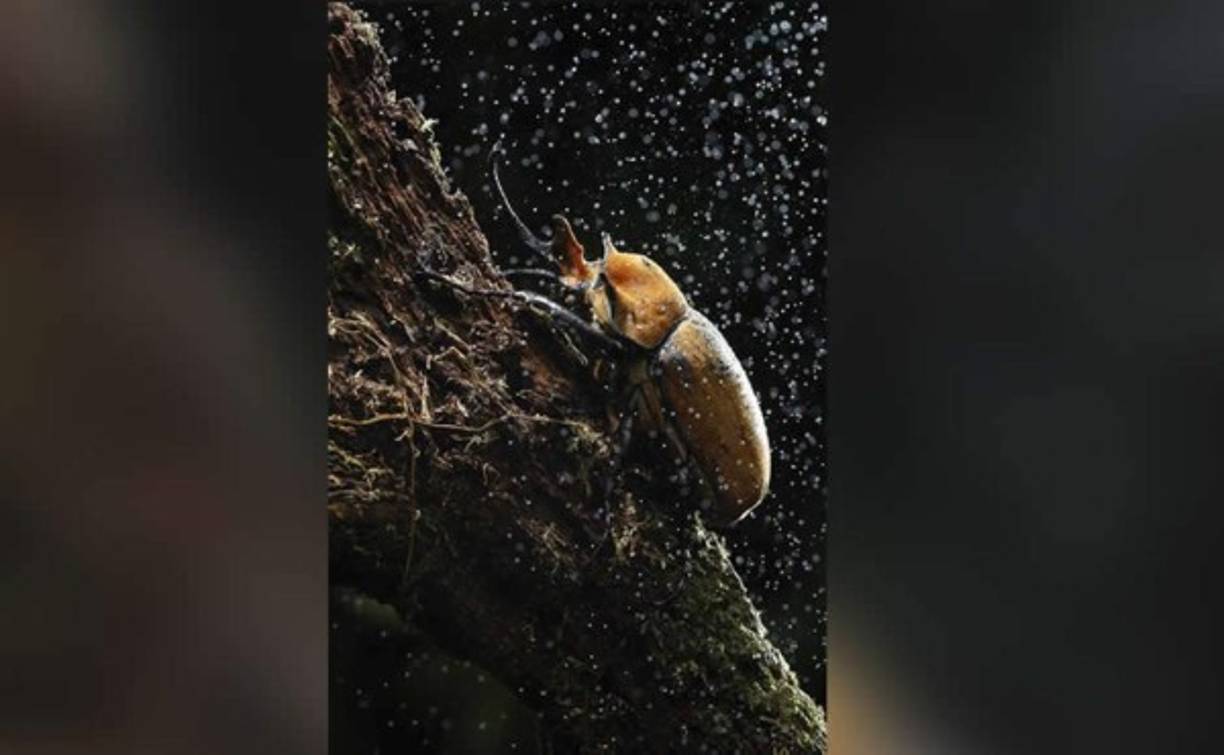 Un escarabajo es visto ayer martes, en la zona boscosa de Guápiles, Costa Rica.