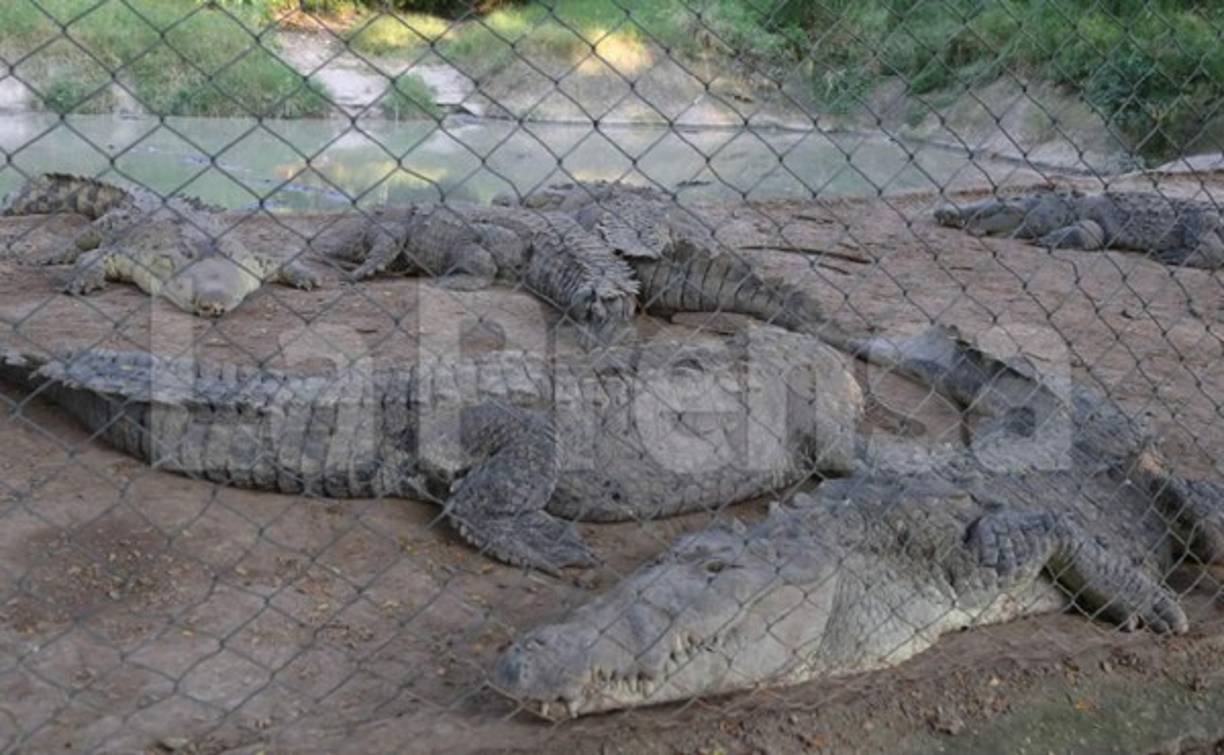 Los trabajadores de Cocodrilera Continental revelaron que los cocodrilos ya tienen más de un mes sin recibir alimento. <br/>
