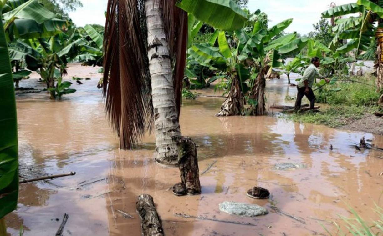 Inundaciones en los cultivos de banano en El Progreso, Yoro.