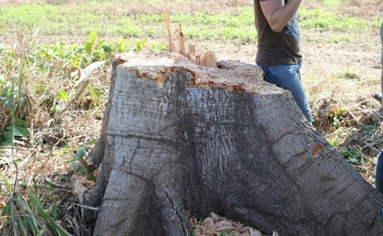En el terreno se encontró un tronco aparentemente destruido por la avioneta.
