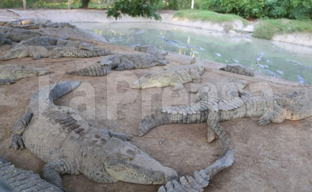 La falta de fondos mantiene en zozobra a una veintena de empleados y afecta el mantenimiento de 9,000 cocodrilos. <br/>