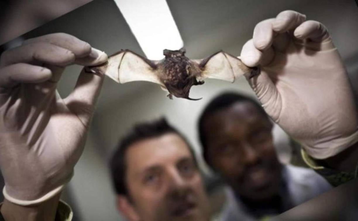 Un estudio científico hizo público recientemente un hipotético hermano del virus SARS-CoV-2, el SARS-CoV-3, quien podría estar acechando a la humanidad en medio de la crisis que se vive por la pandemia del coronavirus.