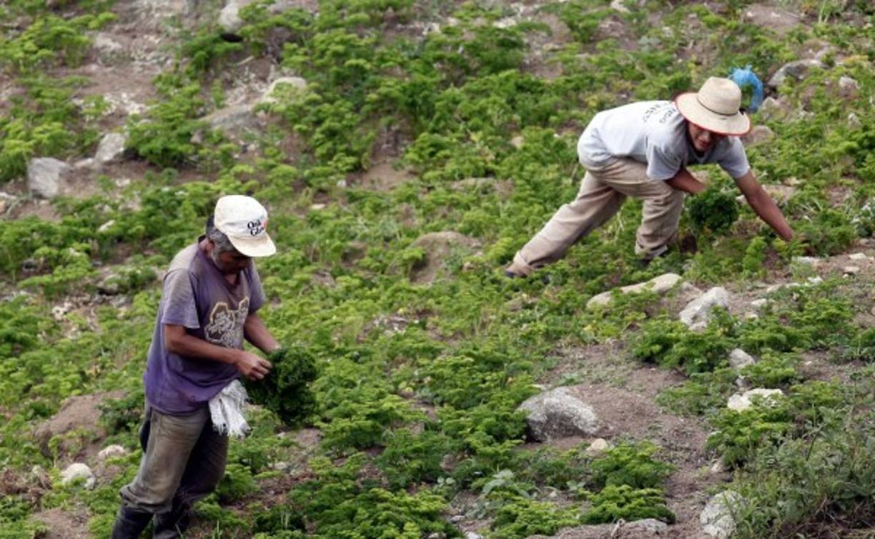Dos agricultores en plena cosecha de perejil.