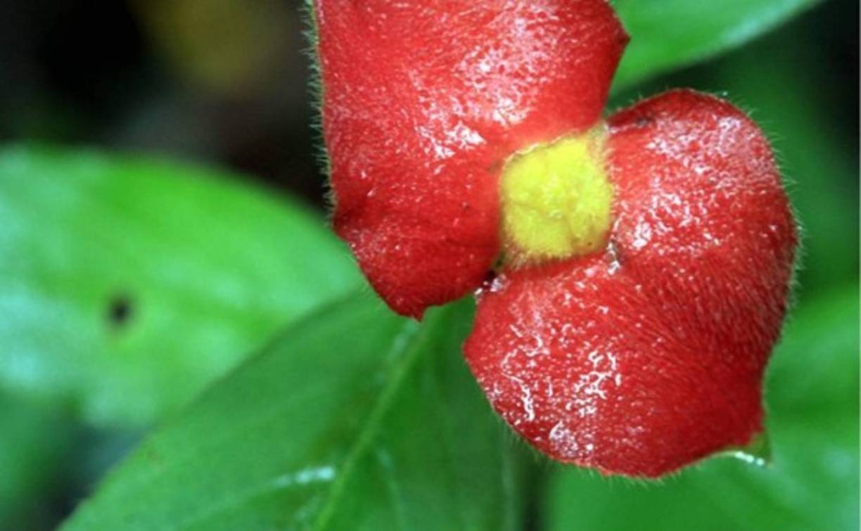 Esta imagen refleja la hermosa flora que predomina en Pico Bonito, sitio bajo investigación.