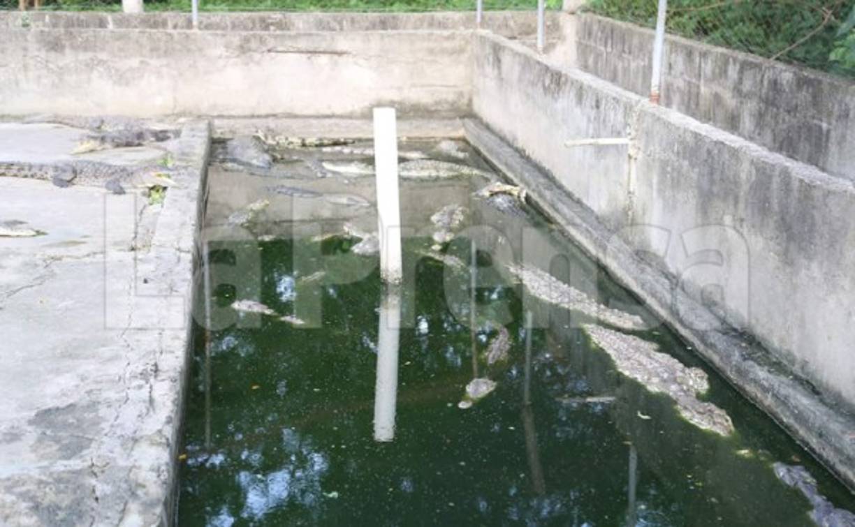 Mantener la cocodrilera funcionando requiere de una gran dedicación y riesgo de los empleados. Primero, ellos entran de noche a las lagunas de cocodrilos para identificar los nidos. Una vez que los hallan los dejan marcados y al día siguiente, de día, sacan los huevos.