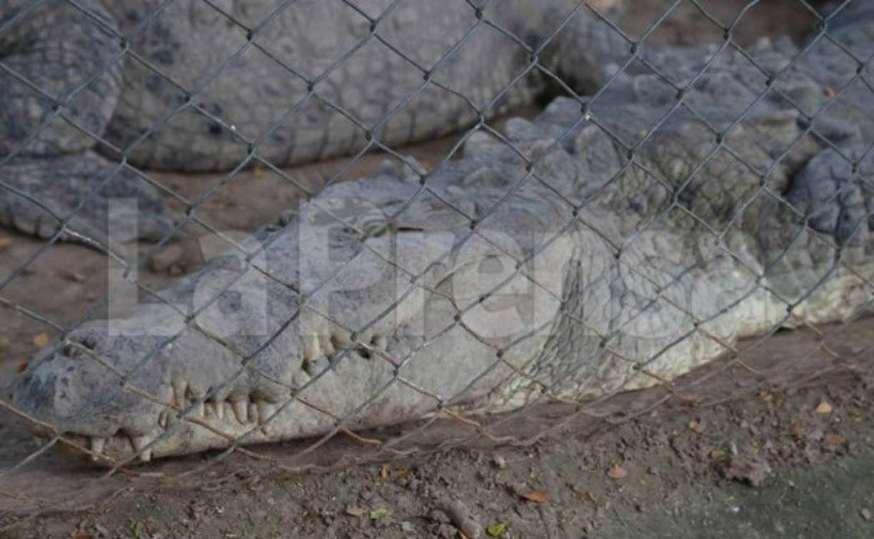 La crisis de Grupo Continental y de Banco Continental hace que no haya dinero ni para pagar a los camiones que trasladan la comida, que cobran L2,500 por cada viaje.