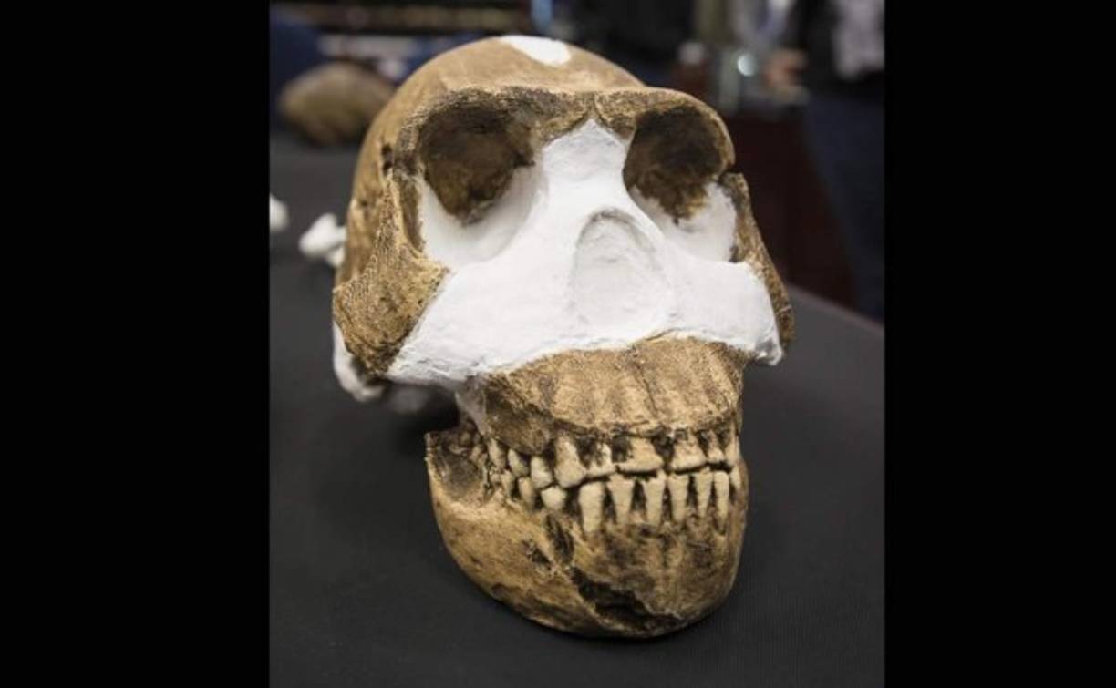 Cráneo de la nueva especie de homínido descubierta el 'Homo Naledi'. EFE
