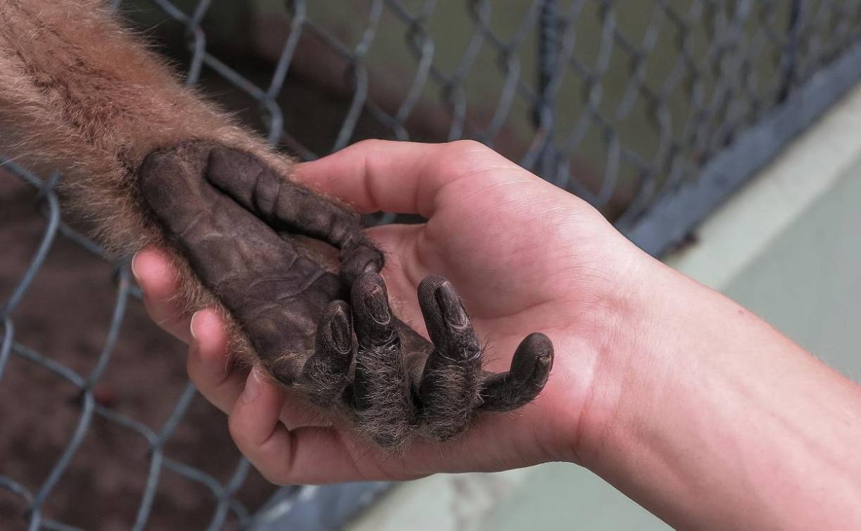 Desde el 1 de enero de 2022 hasta el 2 de agosto de 2024, se han confirmado 99,176 casos de viruela del simio (Mpox) en 116 países, según datos de laboratorio.