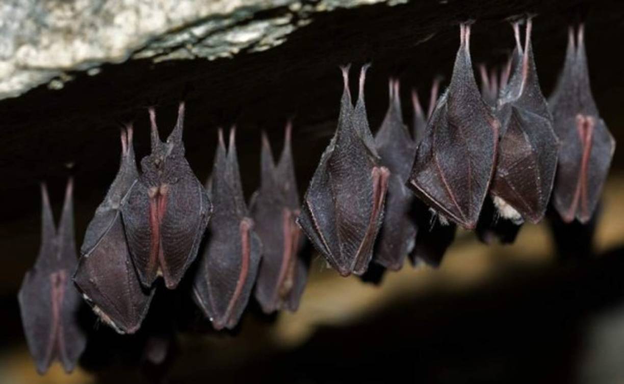 Los coronavirus de murciélagos también son sospechosos de ser los progenitores del virus del síndrome respiratorio de Oriente Medio (MERS), un patógeno letal identificado por primera vez en Arabia Saudí en 2012 que infecta a los humanos a través de los dromedarios.