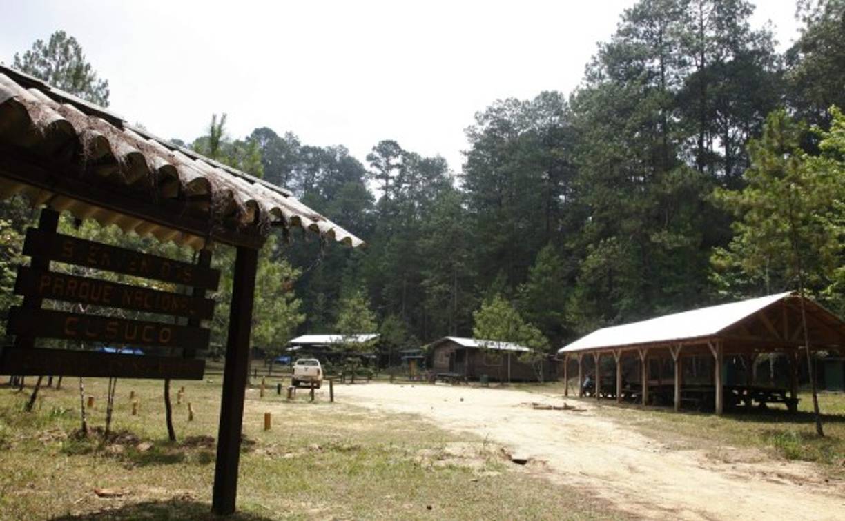 El Cusuco alberga gran diversidad de flora y fauna, entre ellas el escarabajo verde, especie endémica.