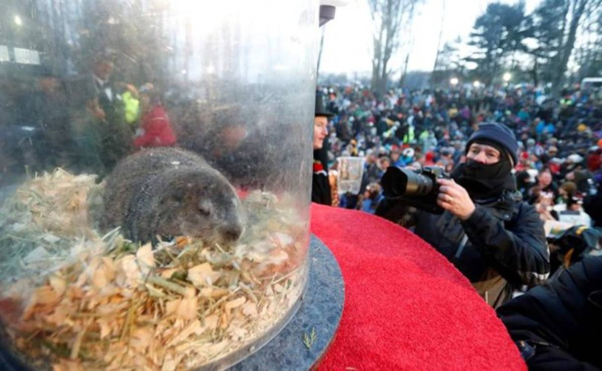 Cientos sino miles de personas llegan al pueblo de Punxsutawney en Pensilvania para ser testigos de la predicción de Phil, la marmota.