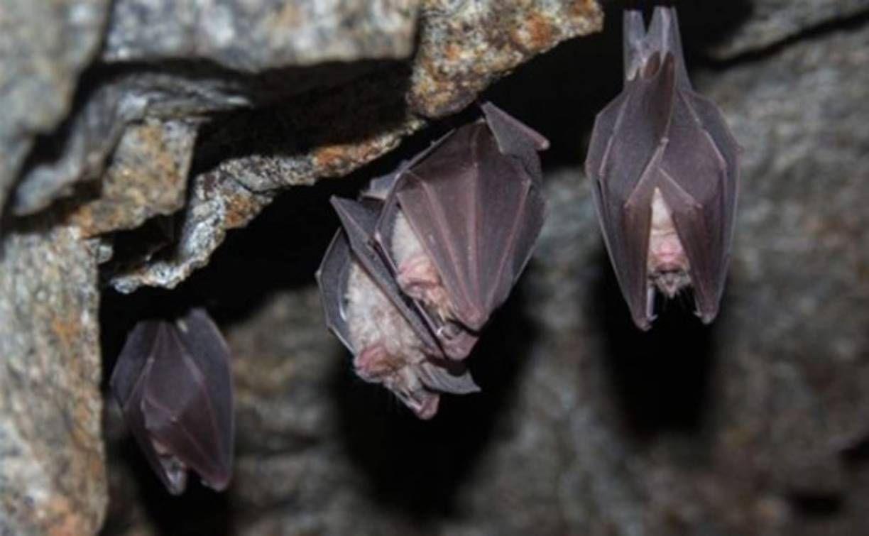 El nuevo estudio lleva la firma de Shi Zhengli, una famosa viróloga china, conocida como Batwoman por sus pioneros trabajos con murciélagos.