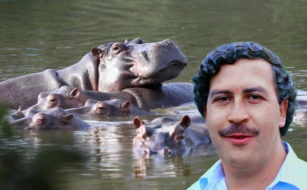 Colombia aplicará la eutanasia a algunos de los 166 hipopótamos del abatido barón de la cocaína Pablo Escobar que se reproducen sin control, informó este jueves la ministra de Ambiente al dar inicio al plan del gobierno para frenar su expansión.