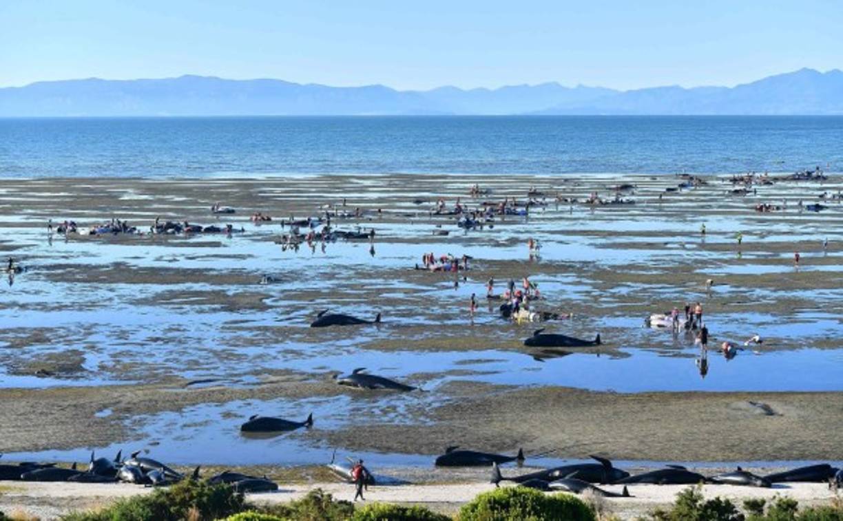 La marea baja dejó atrapadas a las ballenas sobrevivientes. Los voluntarios tratan de mantenerlas con vida en tanto vuelve a subir la marea y facilita la tarea de rescate.