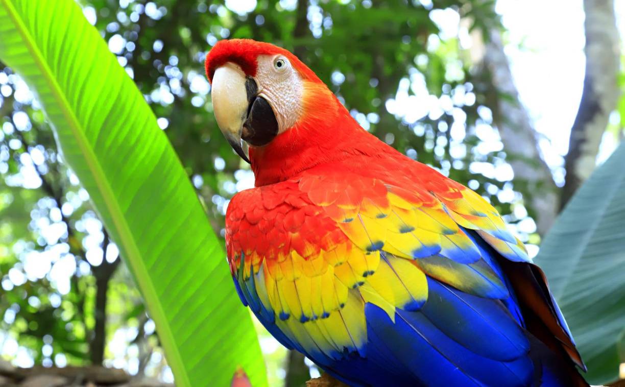 <b>Aunque parezca jocoso, es habitual que en medio de una mañana cualquiera, alguna guara roja empiece a cantar el Himno Nacional, o que otra diga palabras groseras o impropias o que empiecen a llamar a “José” o diciendo de memoria las tablas de multiplicar. </b>