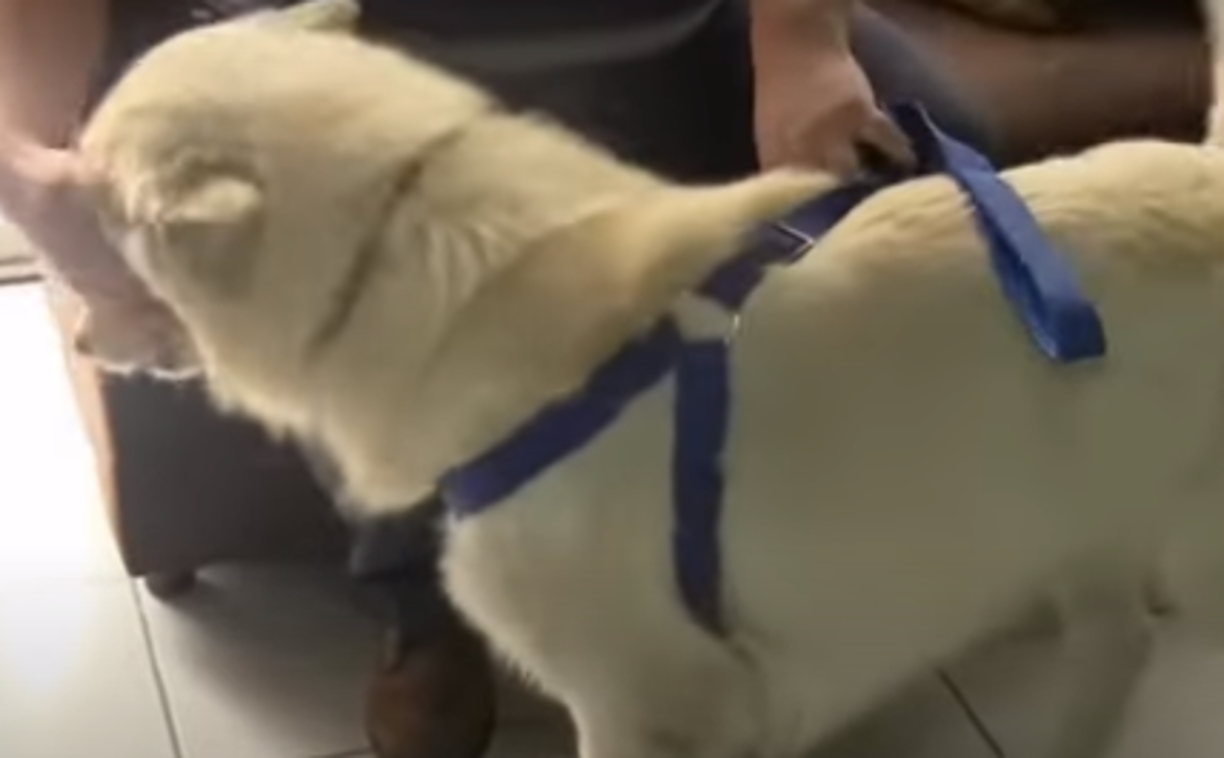 El perro fue enterrado ayer jueves y se desconoce cuál era su edad. 