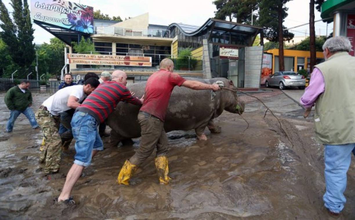 Varios animales salvajes eran vistos aún hoy en las principales calles de la ciudad.