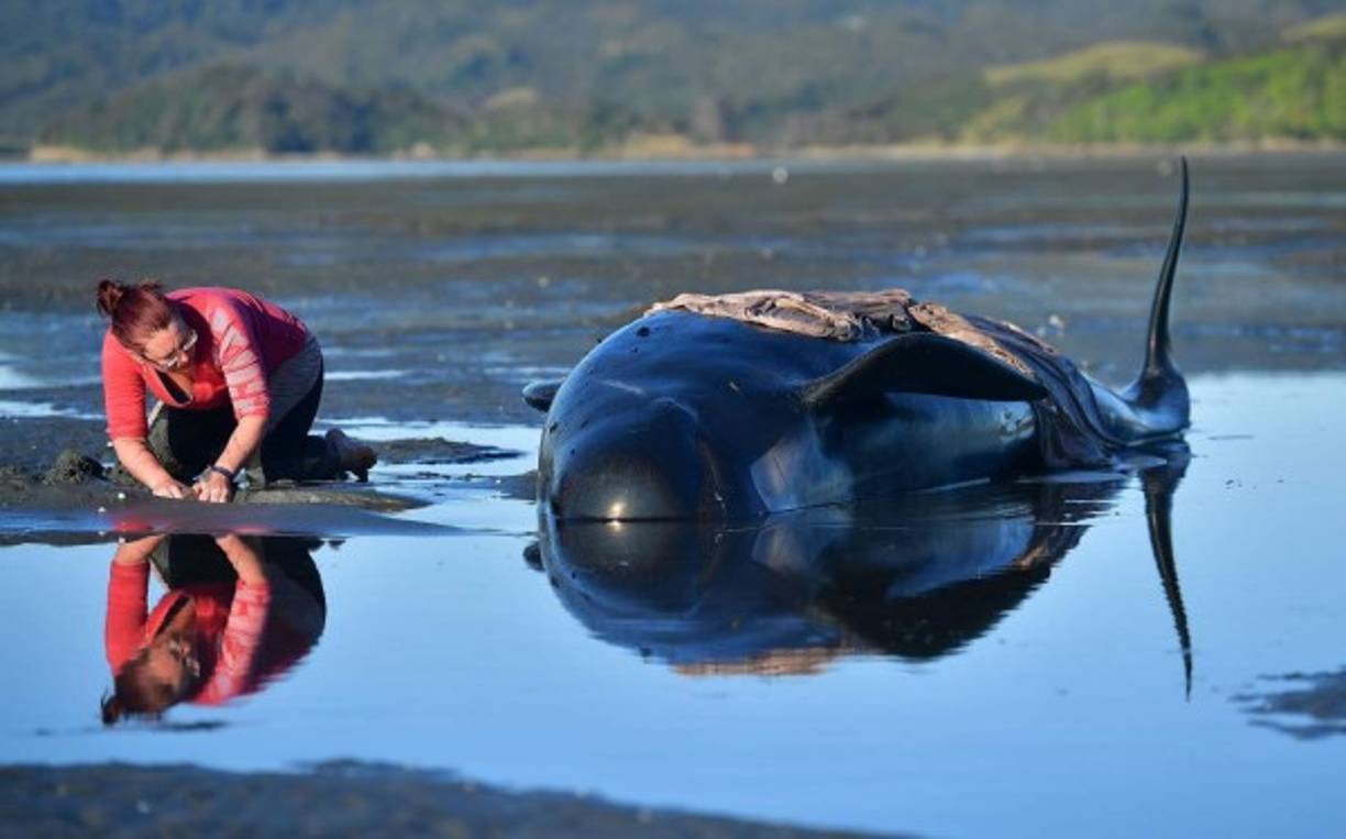 Una voluntaria trata de mantener viva a una ballena piloto varada en la playa de Farewell Spit, en la Isla Sur de Nueva Zelanda.