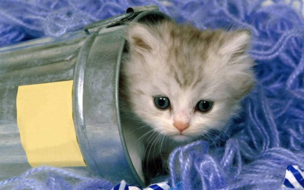 Una galería de animalitos tiernos no podría estar completa sin un tierno gatito. Pues aquí está.