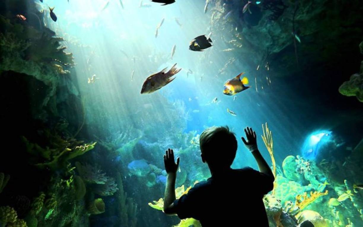 Con un acuario único en esa región, por estar integrado en un edificio junto a un planetario y un museo de Ciencias y representar los ecosistemas del sur de Florida, con manglares, pantanos' y el flujo de agua conocido como 'River of Grass' (Río de hierba). EFE